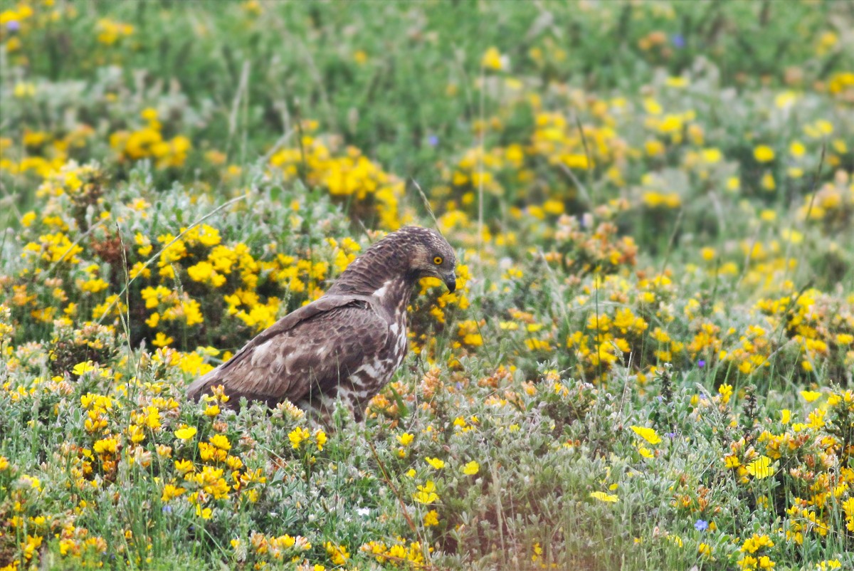 European Honey-buzzard - ML454763111