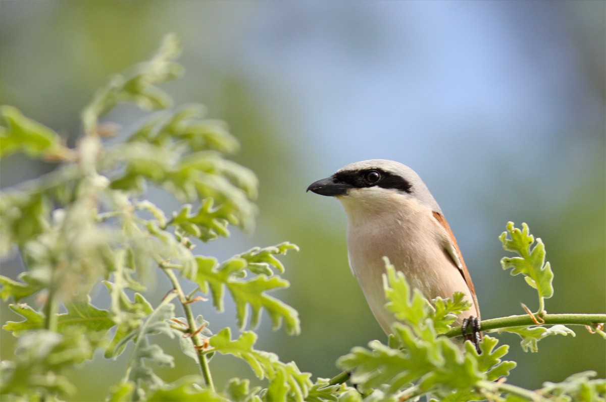 Red-backed Shrike - ML454763191