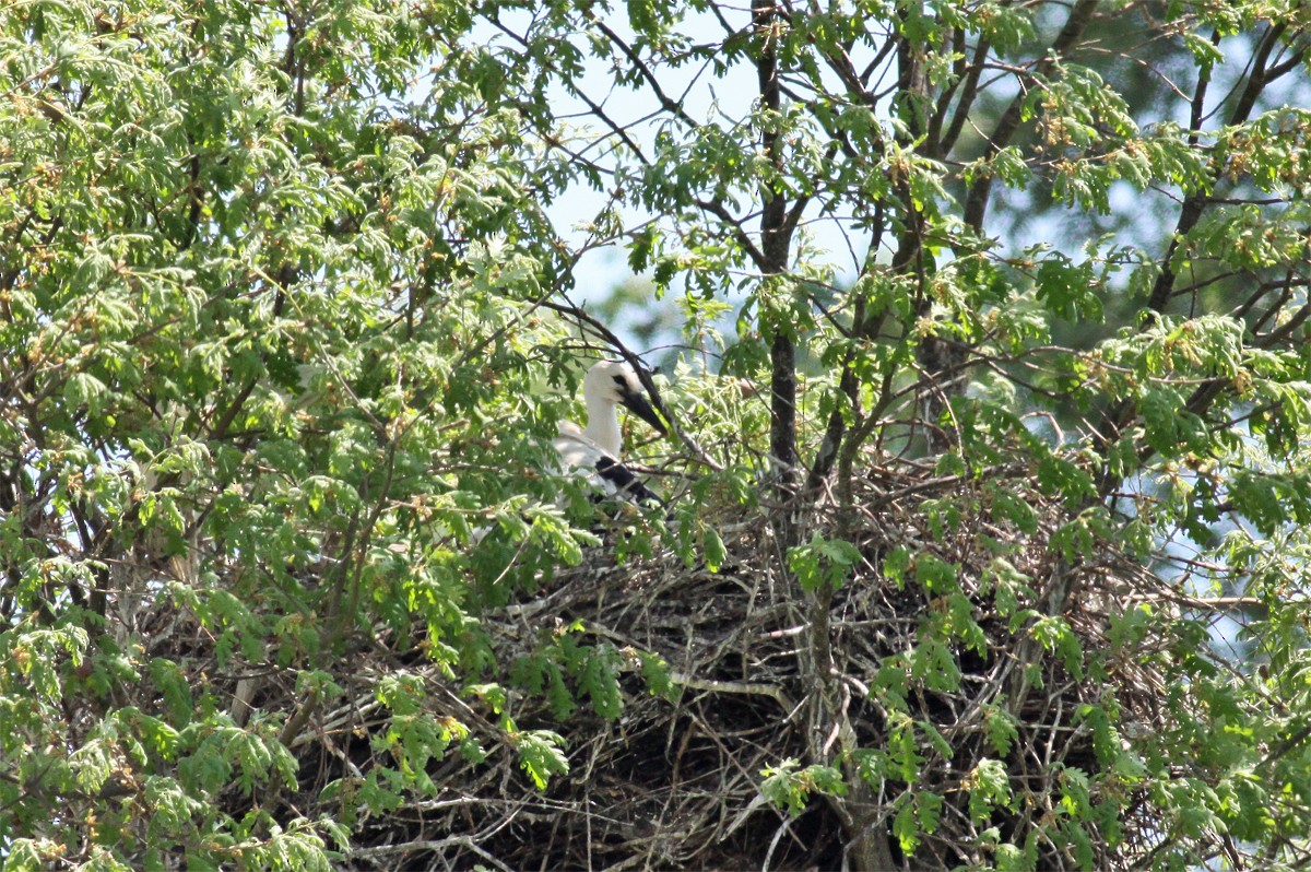 White Stork - ML454763251