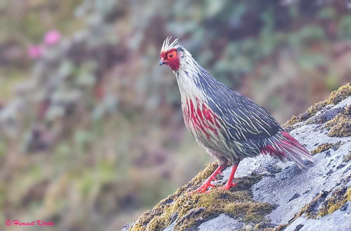 Blood Pheasant - Hemant Kirola