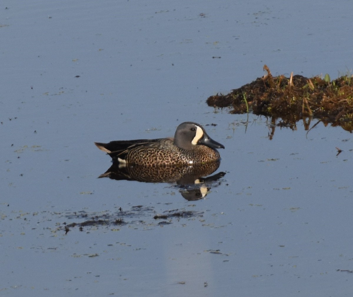 Blue-winged Teal - ML454764861