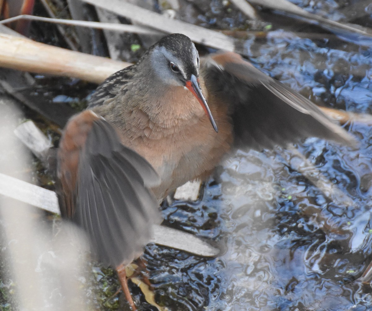 Virginia Rail - ML454764901