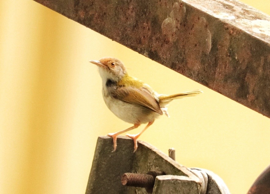 Common Tailorbird - ML454764961