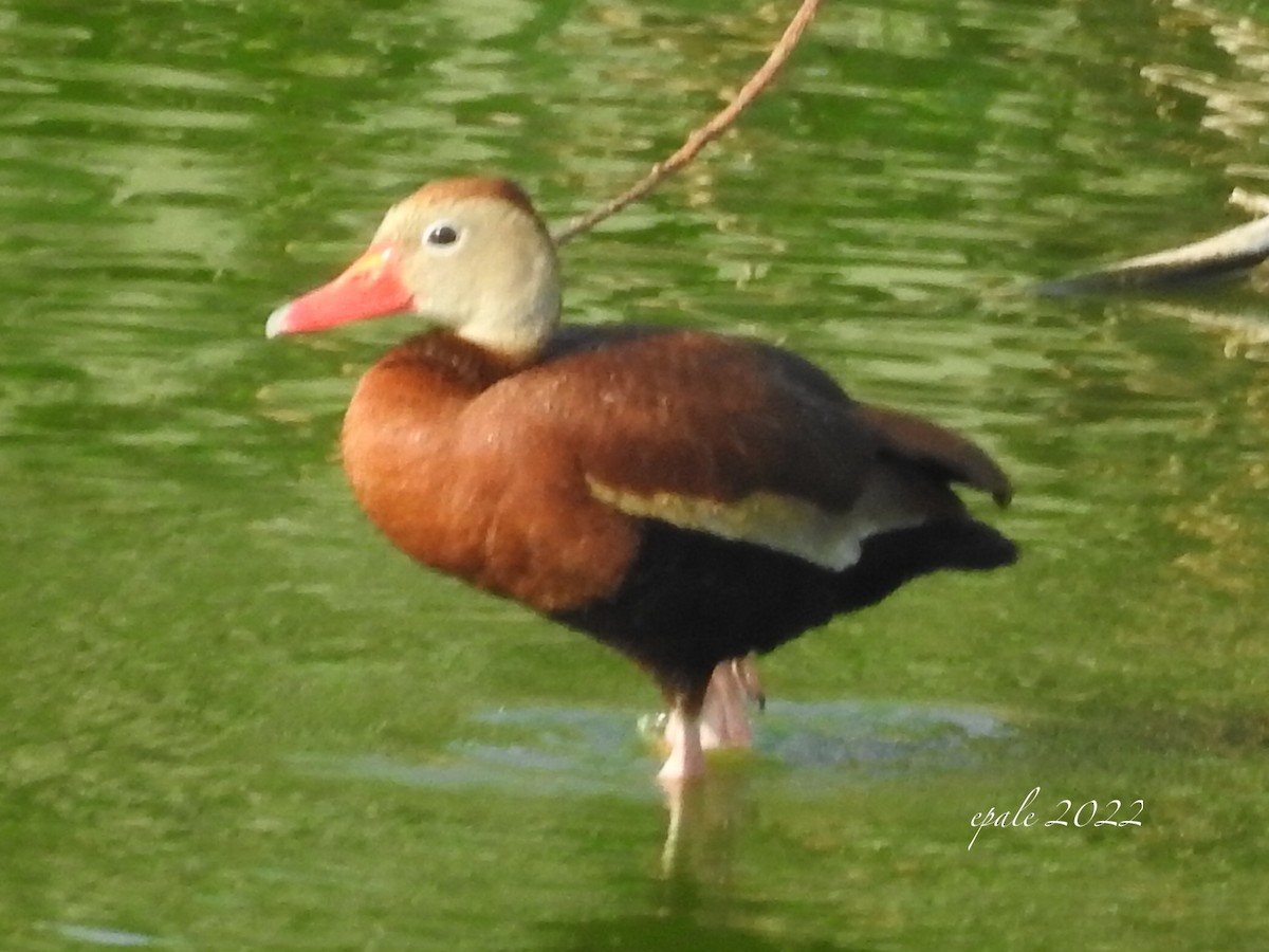 Dendrocygne à ventre noir - ML454767301