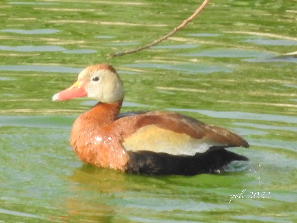 Dendrocygne à ventre noir - ML454767331