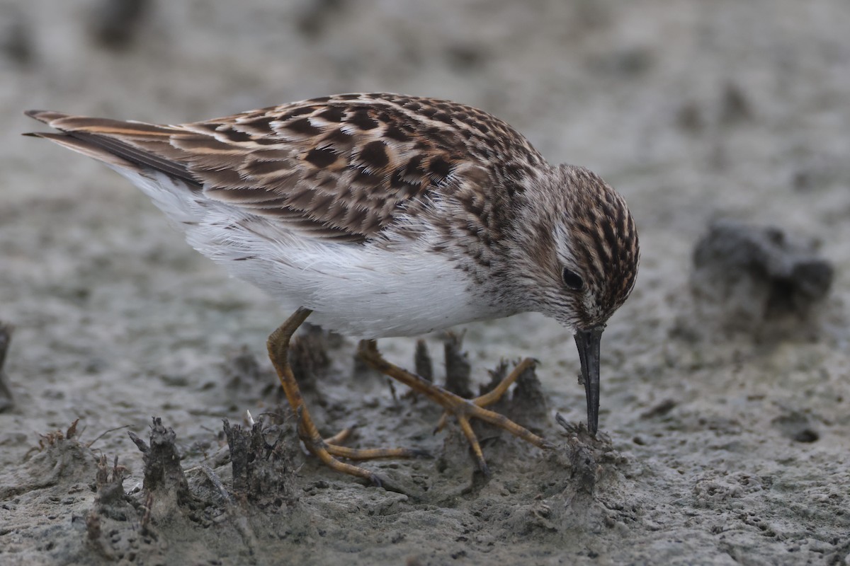 Least Sandpiper - Michael Gage