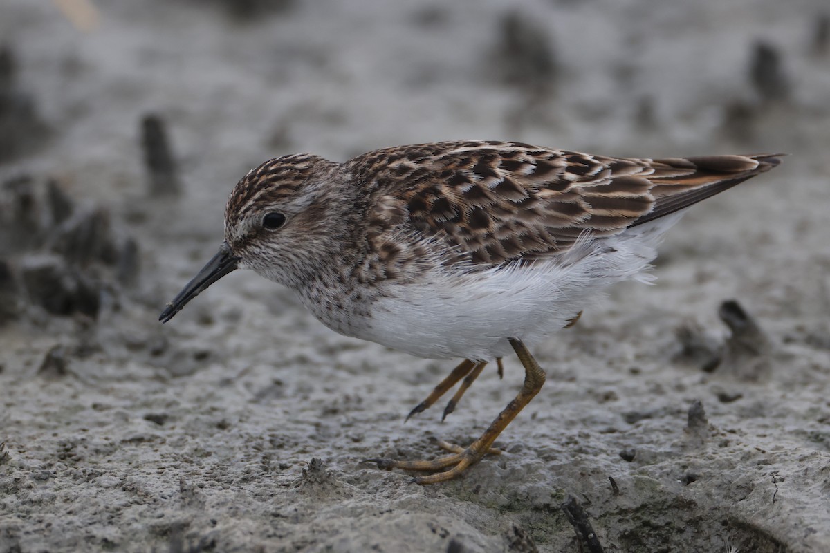 Least Sandpiper - Michael Gage