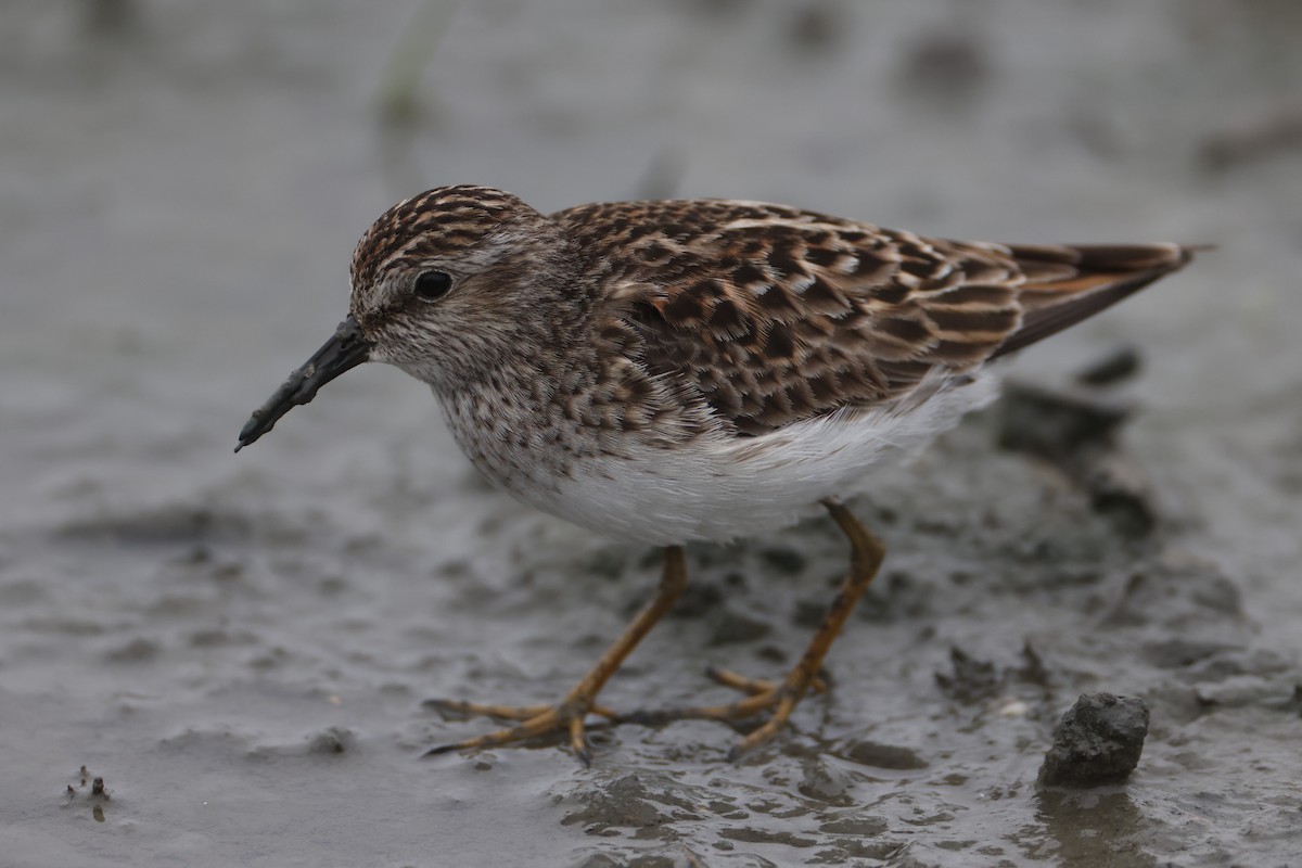 Least Sandpiper - Michael Gage