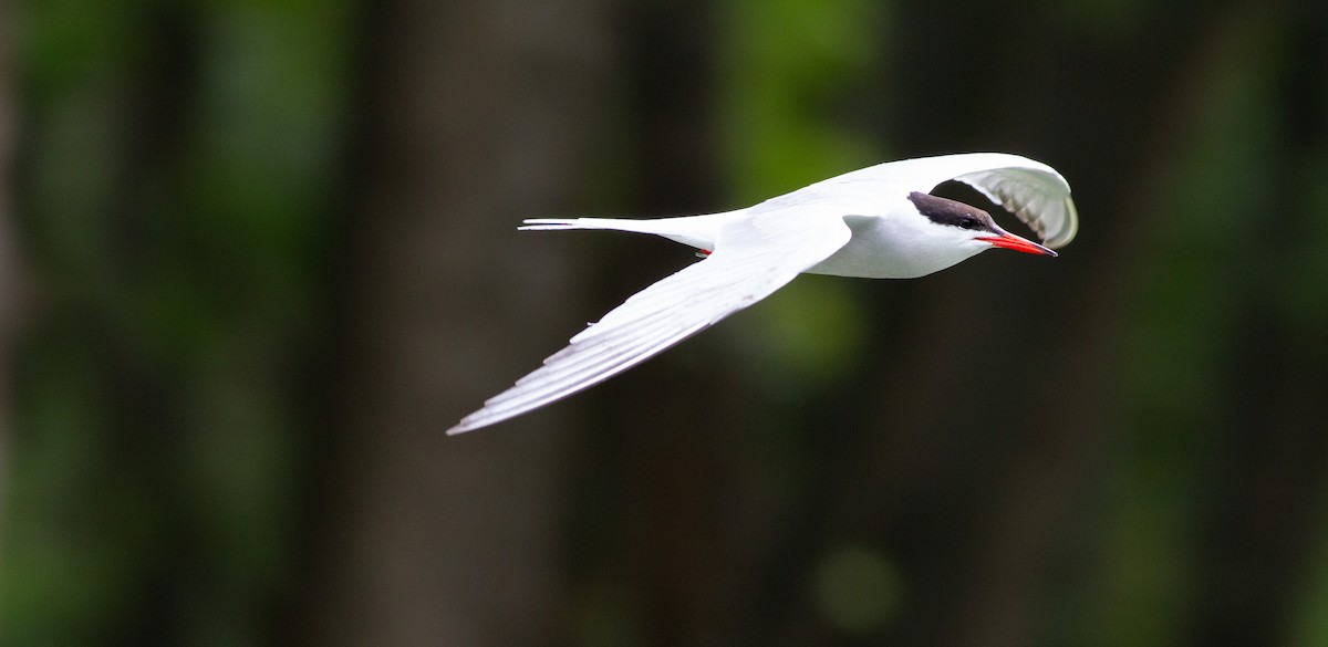 Common Tern - ML454767521