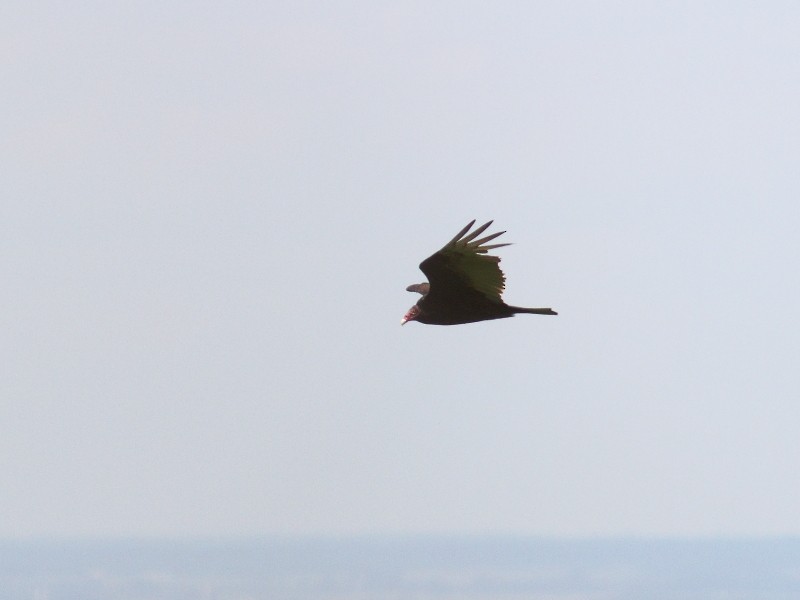 Turkey Vulture - ML454768741