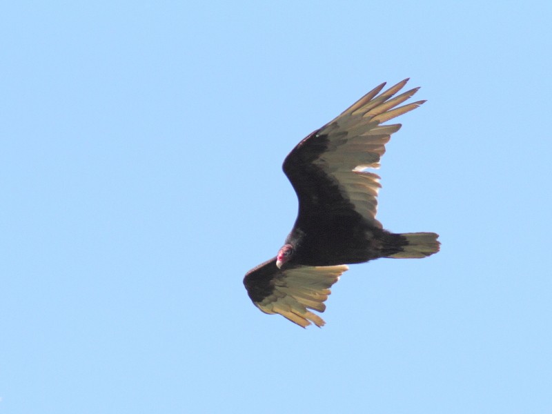 Turkey Vulture - ML454768781