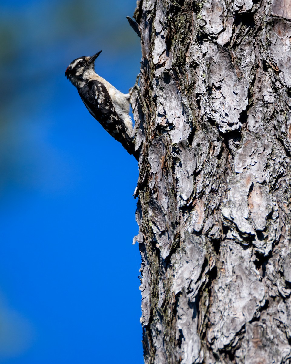 Downy Woodpecker - Rodger Crossman