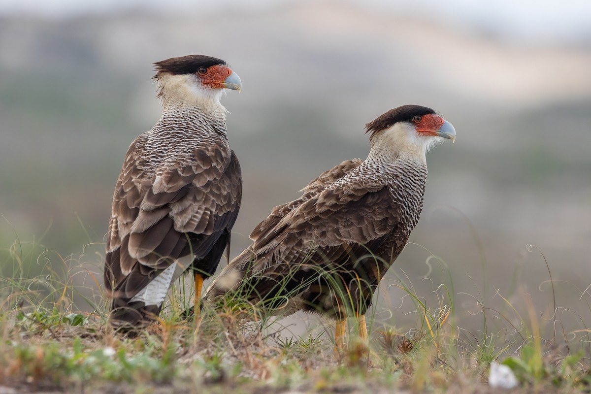 Crested Caracara - ML454770351