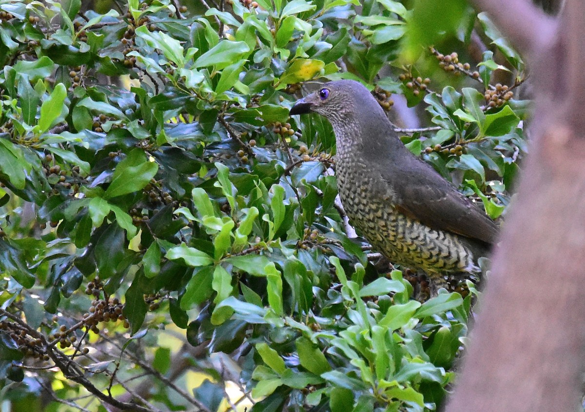 Satin Bowerbird - Yuwaree Kamolsawat