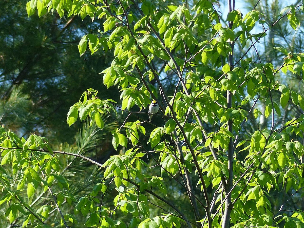 Golden-winged Warbler - ML454771991