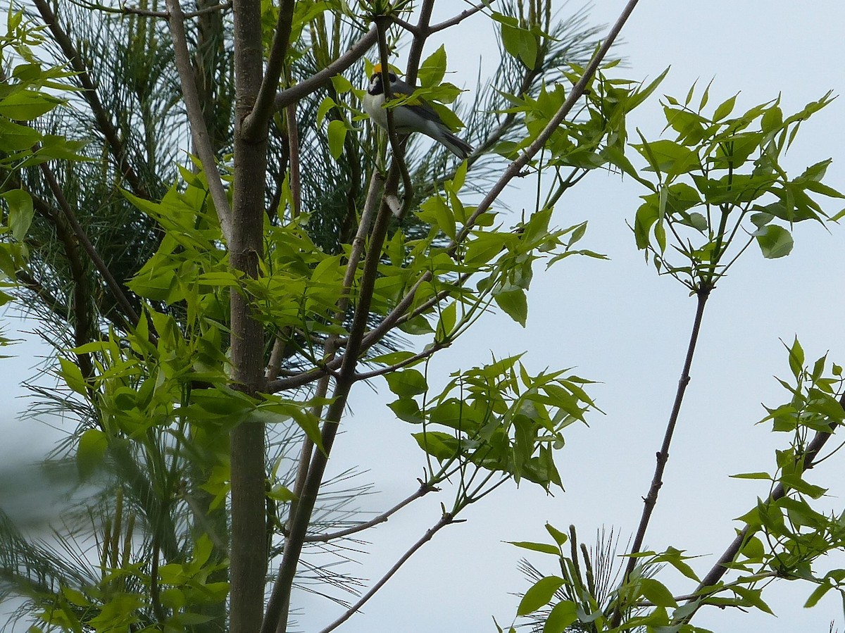 Golden-winged Warbler - ML454772001