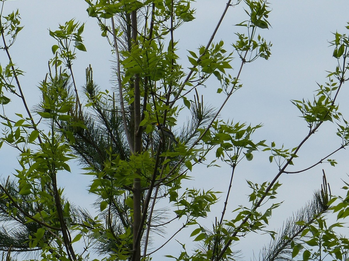 Golden-winged Warbler - ML454772021