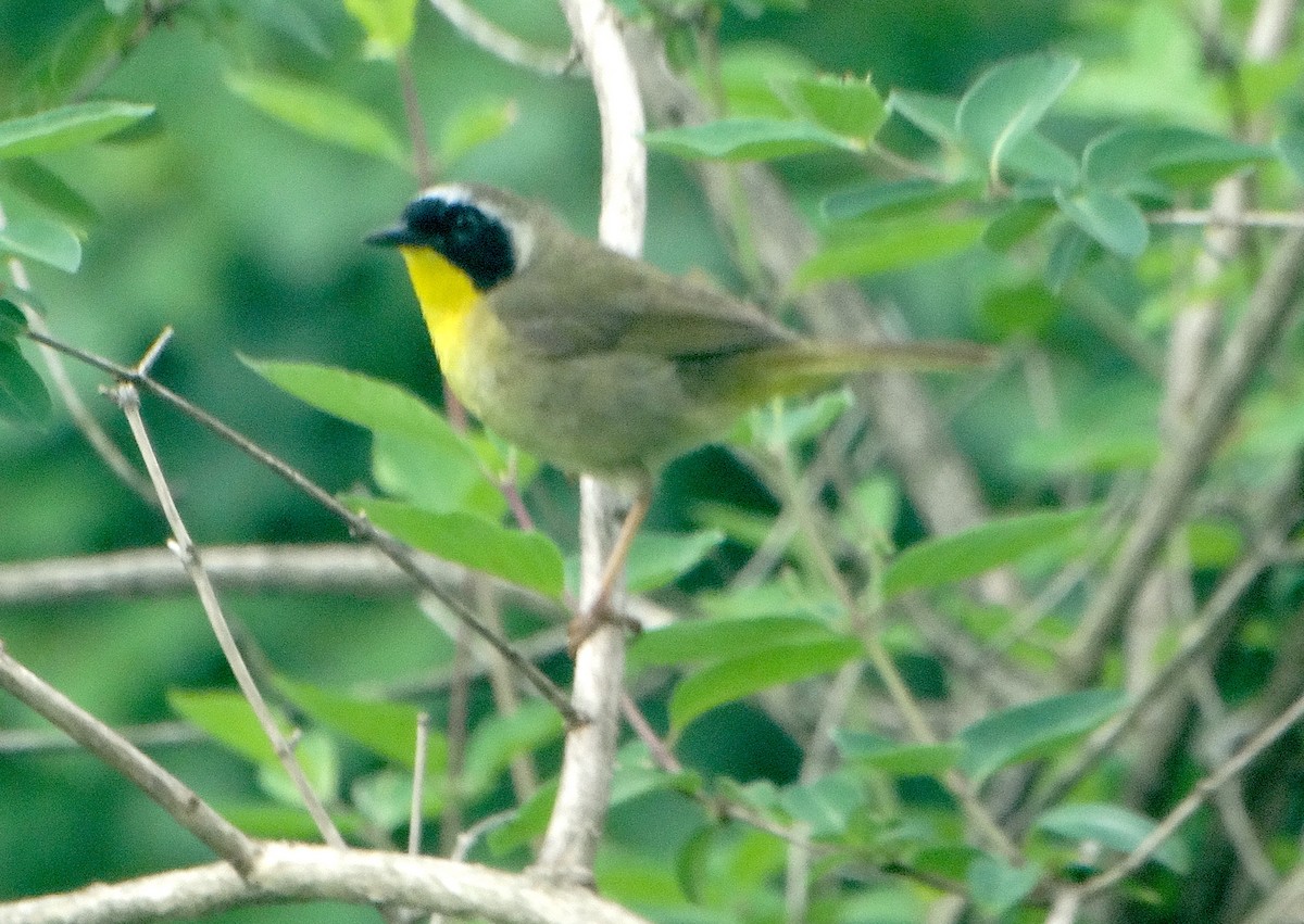 Common Yellowthroat - ML454773471
