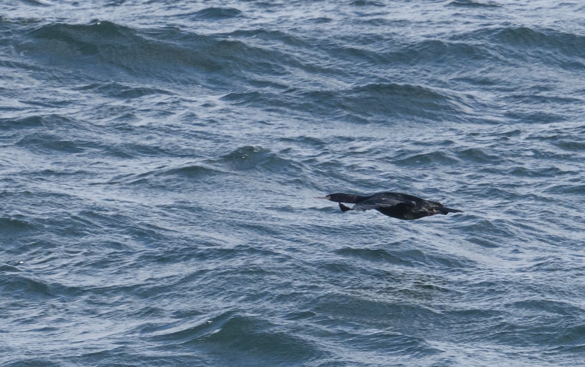 Cormorán Carirrojo - ML454773931