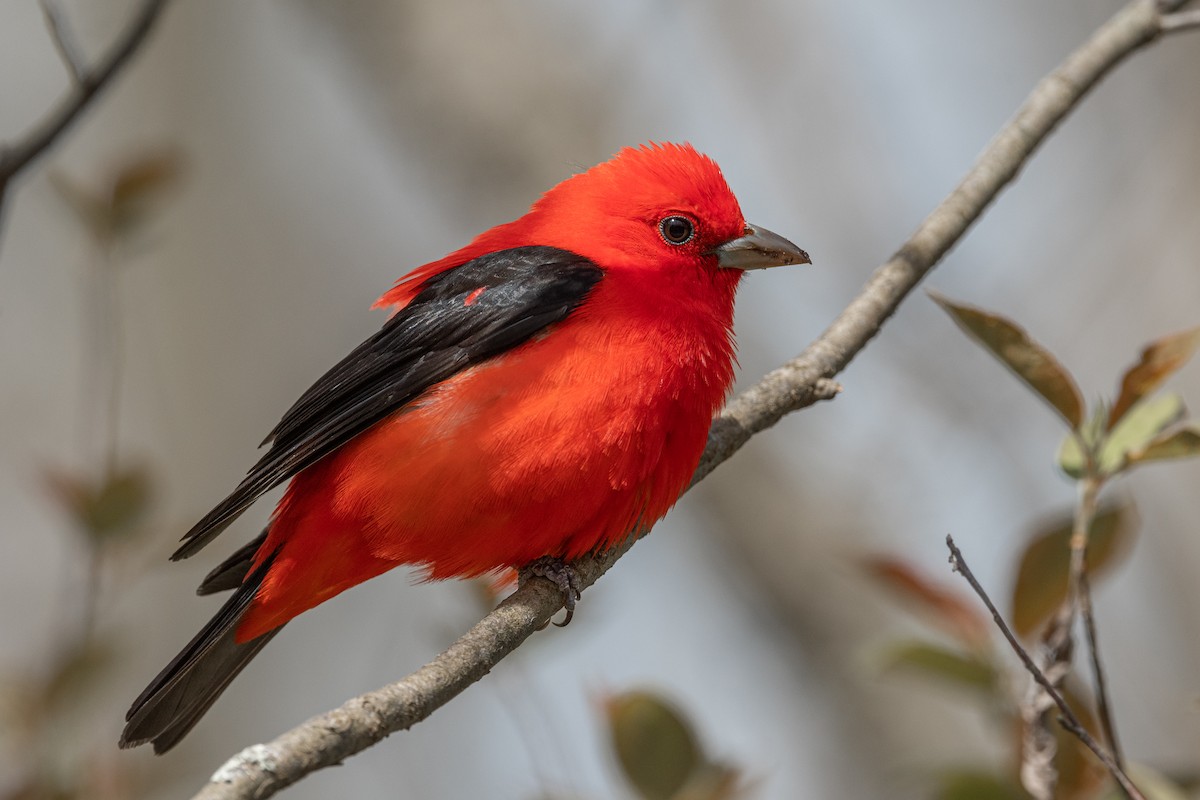 Scarlet Tanager - ML454774011