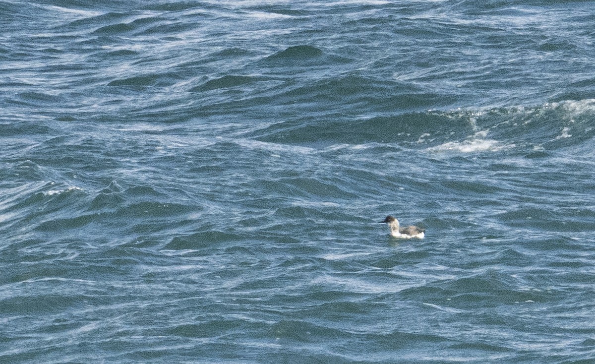 Pigeon Guillemot - ML454774041