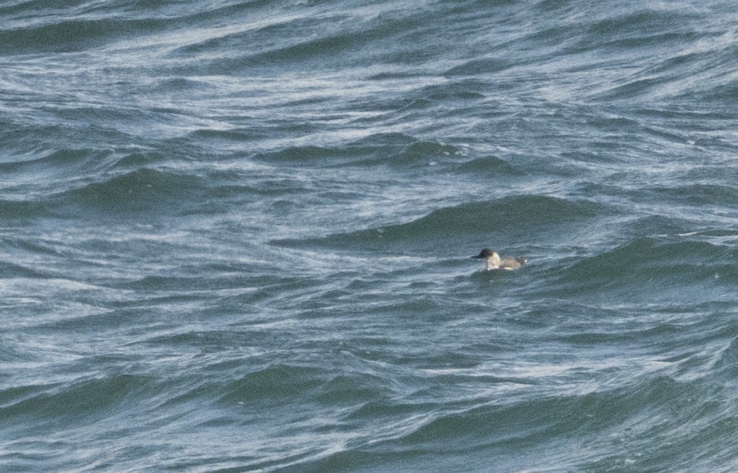 Pigeon Guillemot - ML454774051