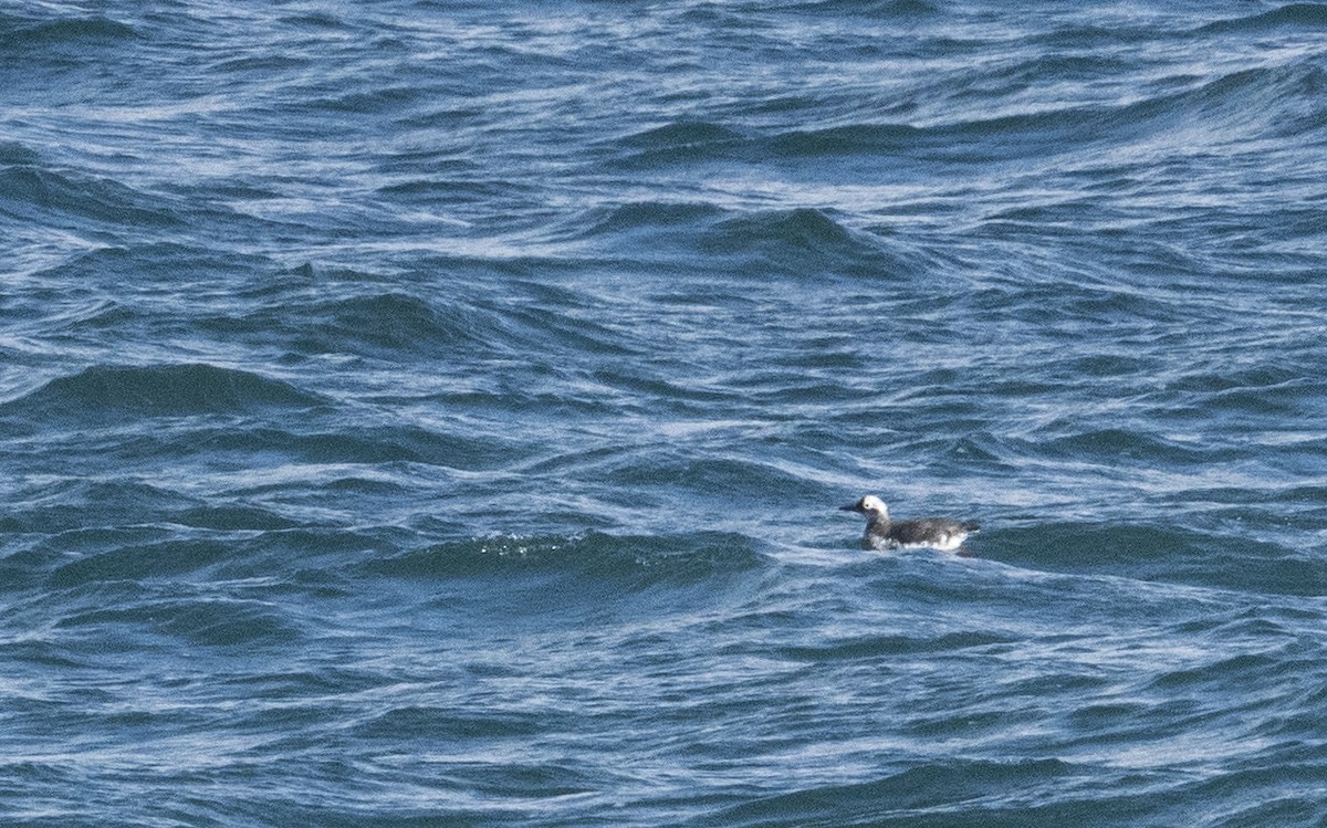 Spectacled Guillemot - ML454774071