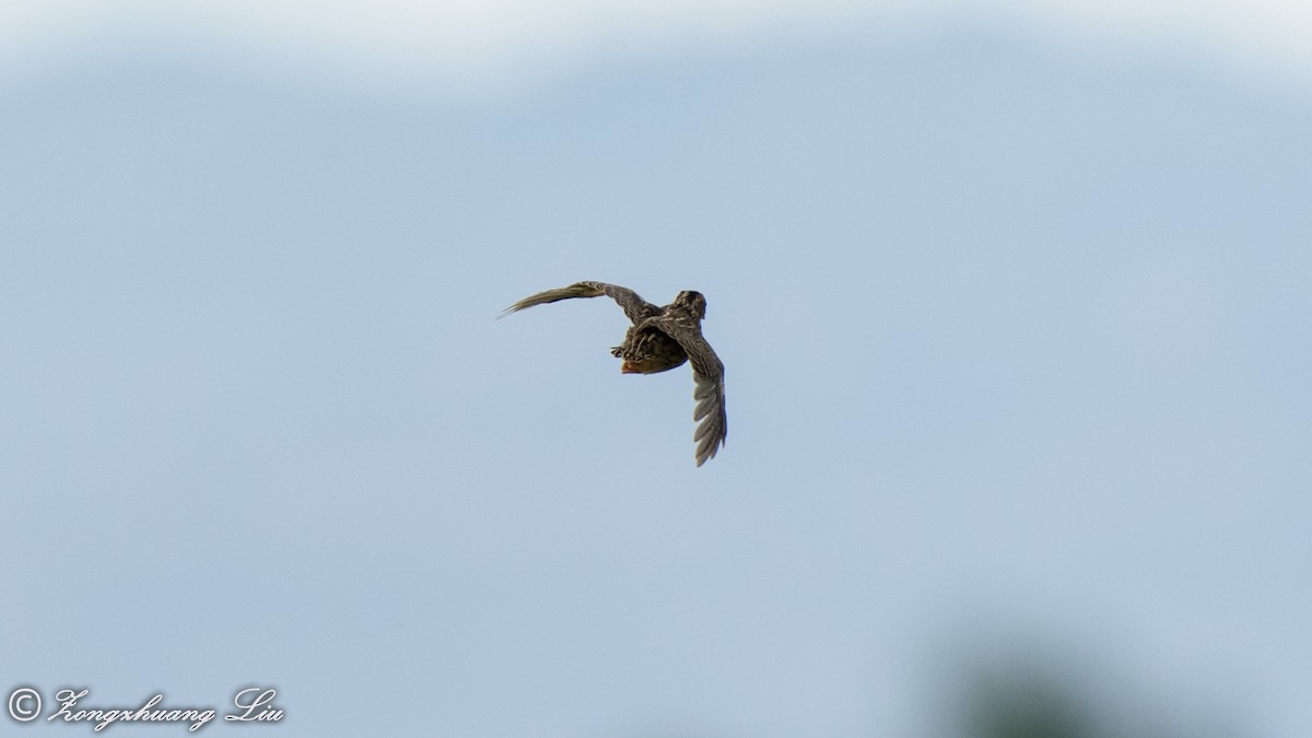 Common Quail - ML454774241