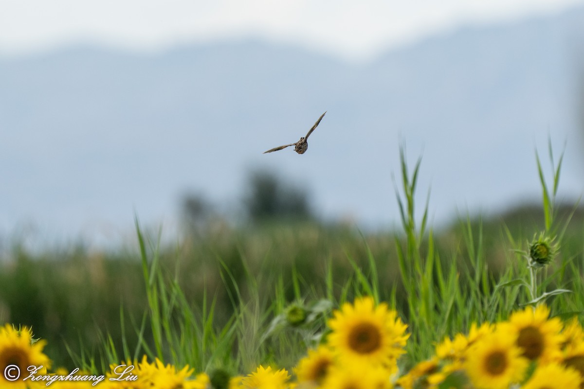 Common Quail - Zongzhuang Liu