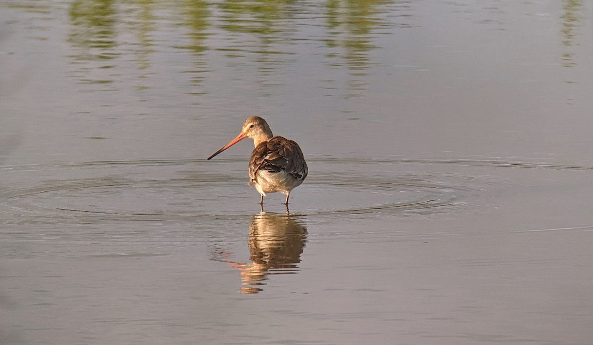 Black-tailed Godwit - ML454774401