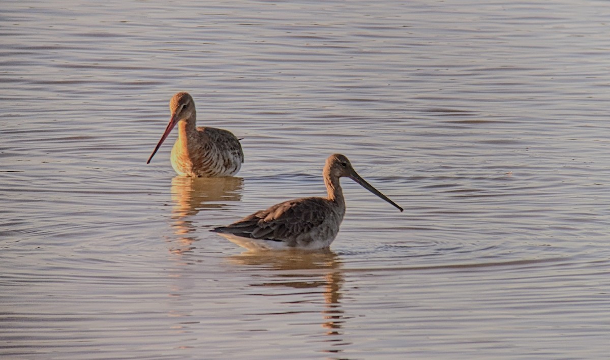 Black-tailed Godwit - ML454774411