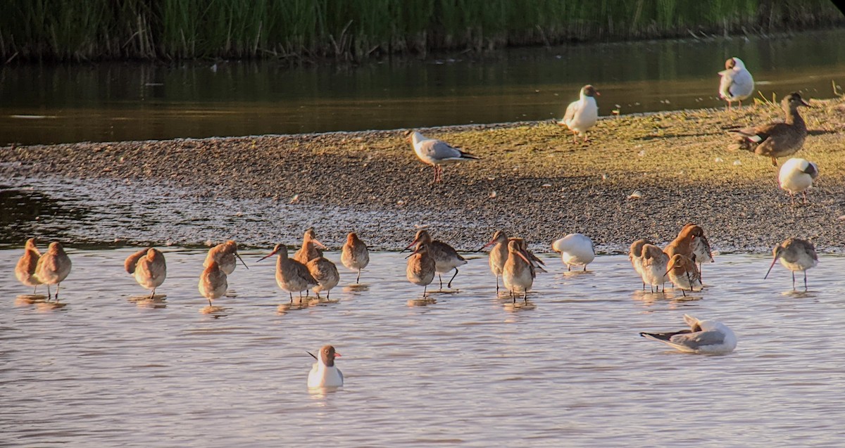 Black-tailed Godwit - ML454774421