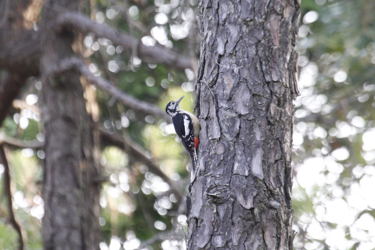 Himalayan Woodpecker - kuttettan munnar