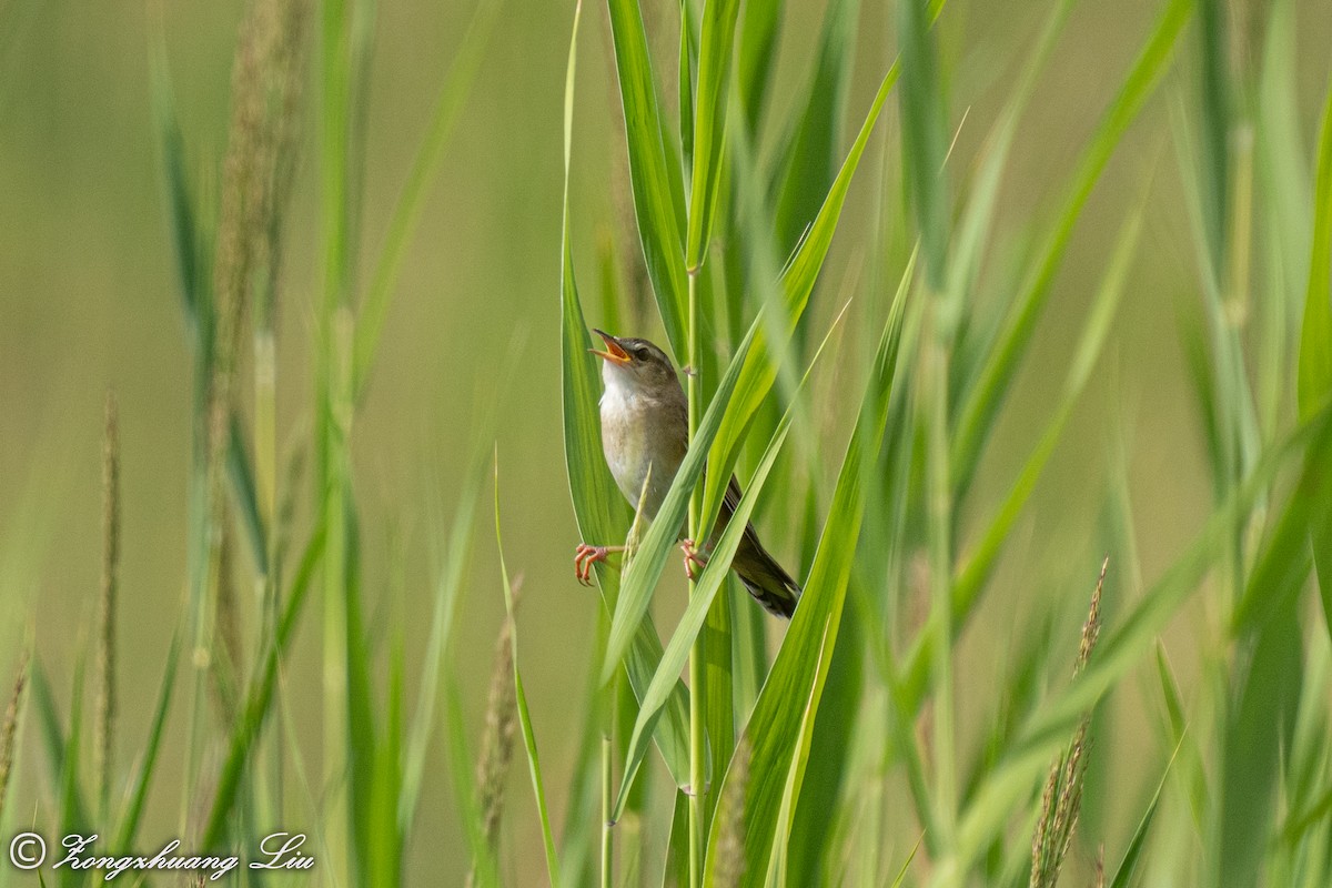 Pallas's Grasshopper Warbler - ML454774641