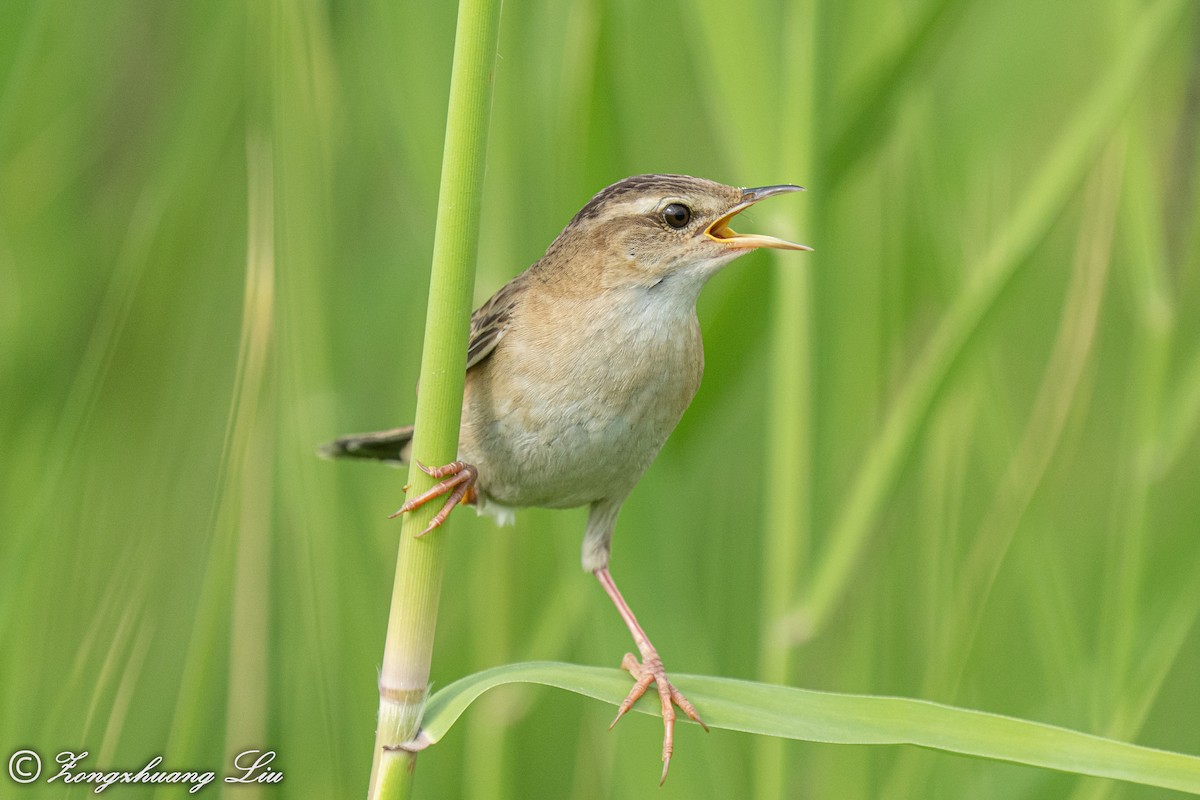 Pallas's Grasshopper Warbler - ML454774661