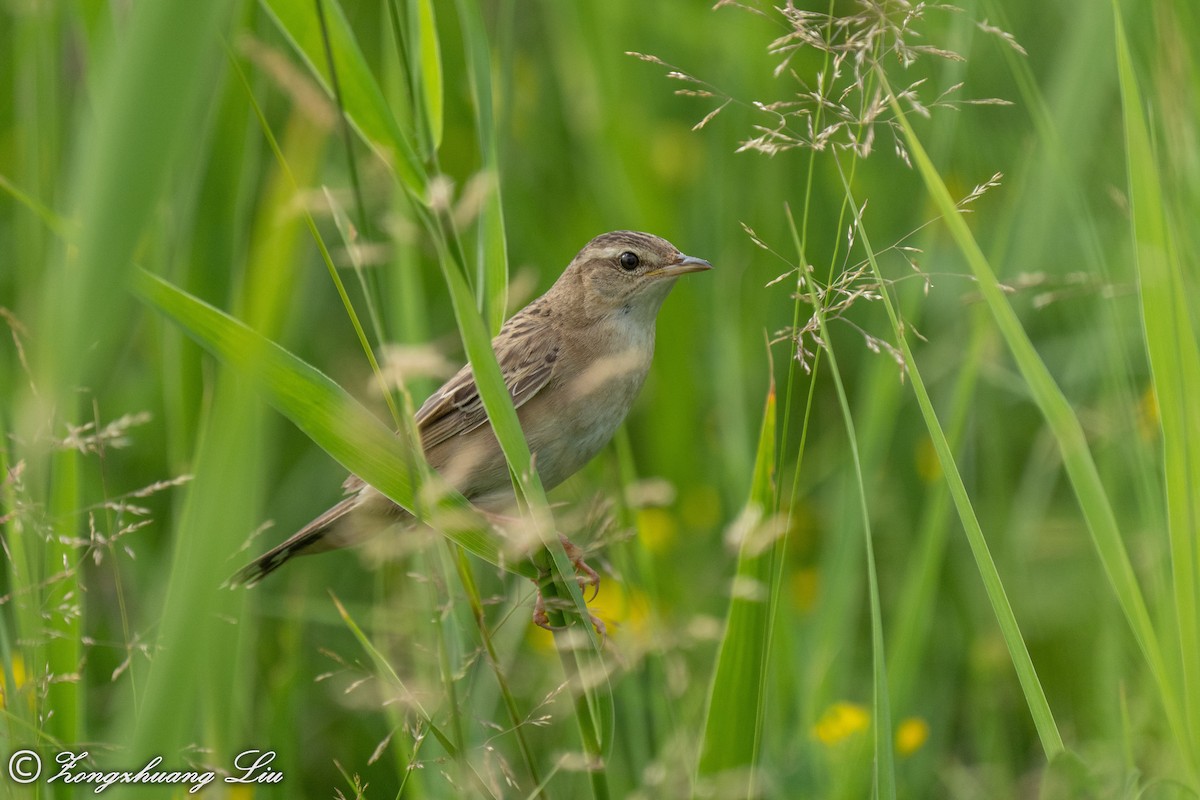 Pallas's Grasshopper Warbler - ML454774691