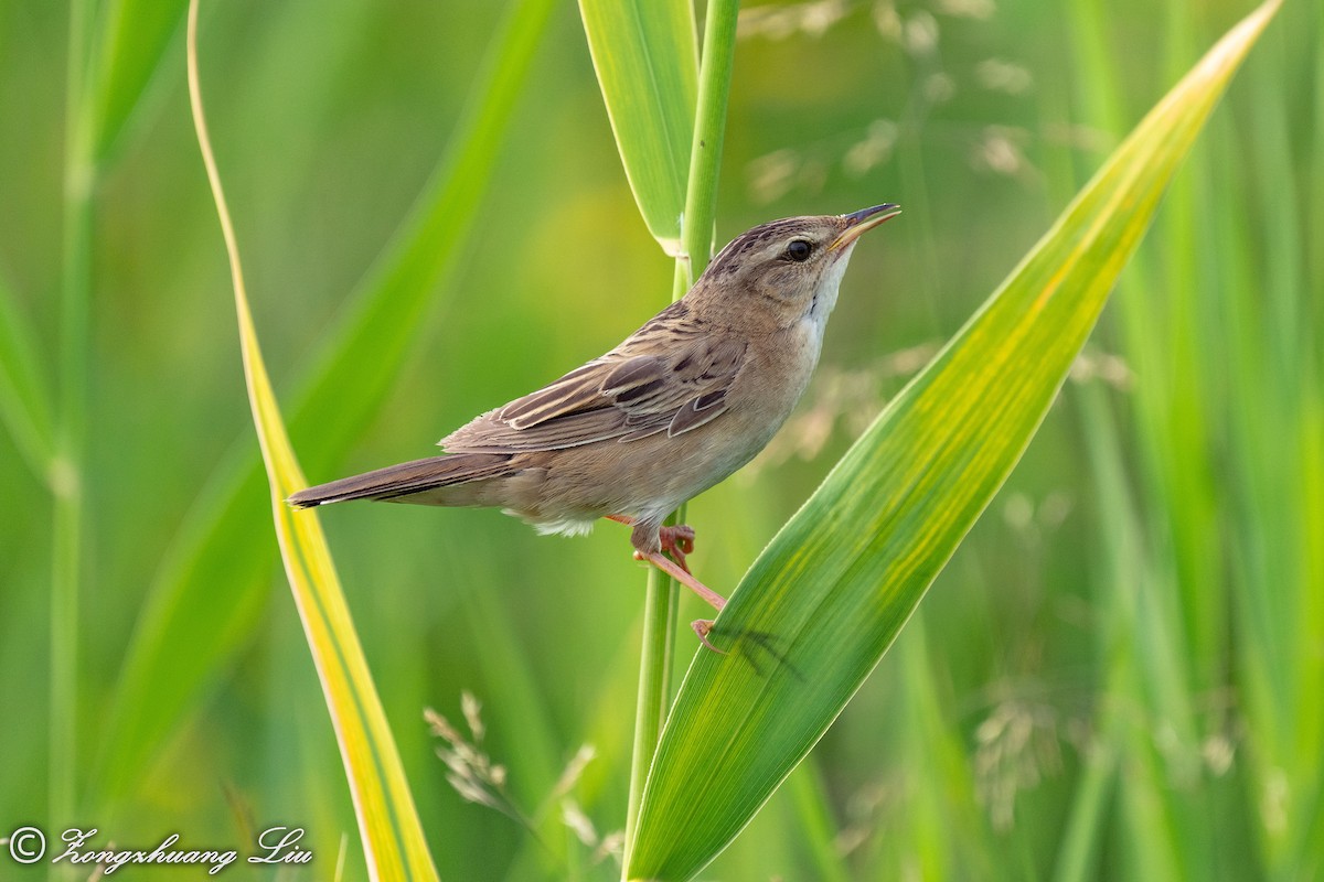 Pallas's Grasshopper Warbler - Zongzhuang Liu