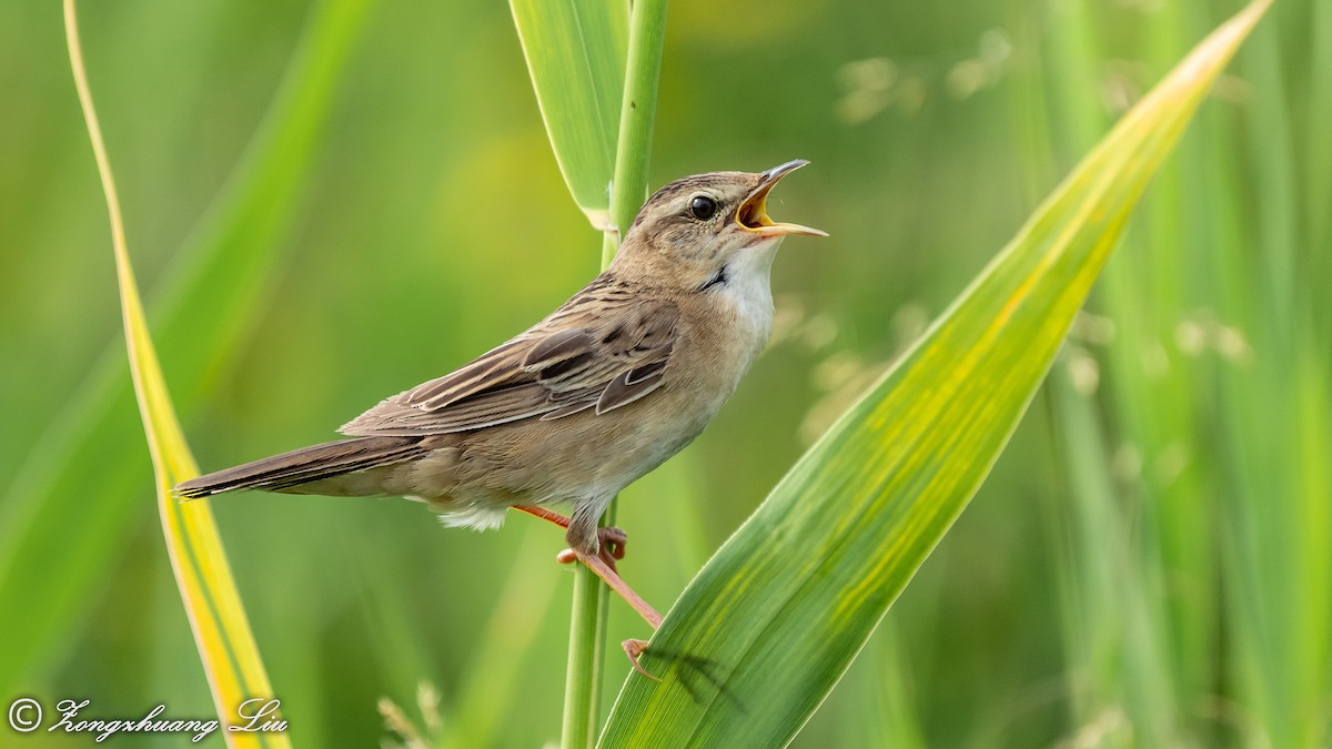 Pallas's Grasshopper Warbler - ML454774811