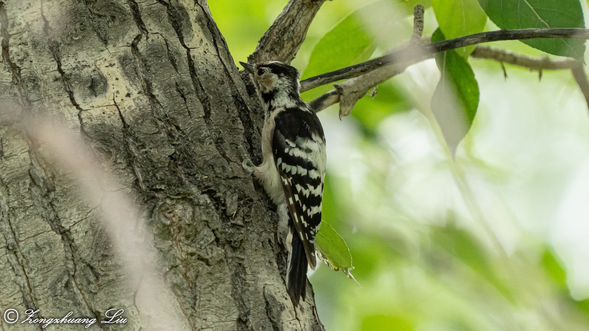 Lesser Spotted Woodpecker - ML454775151