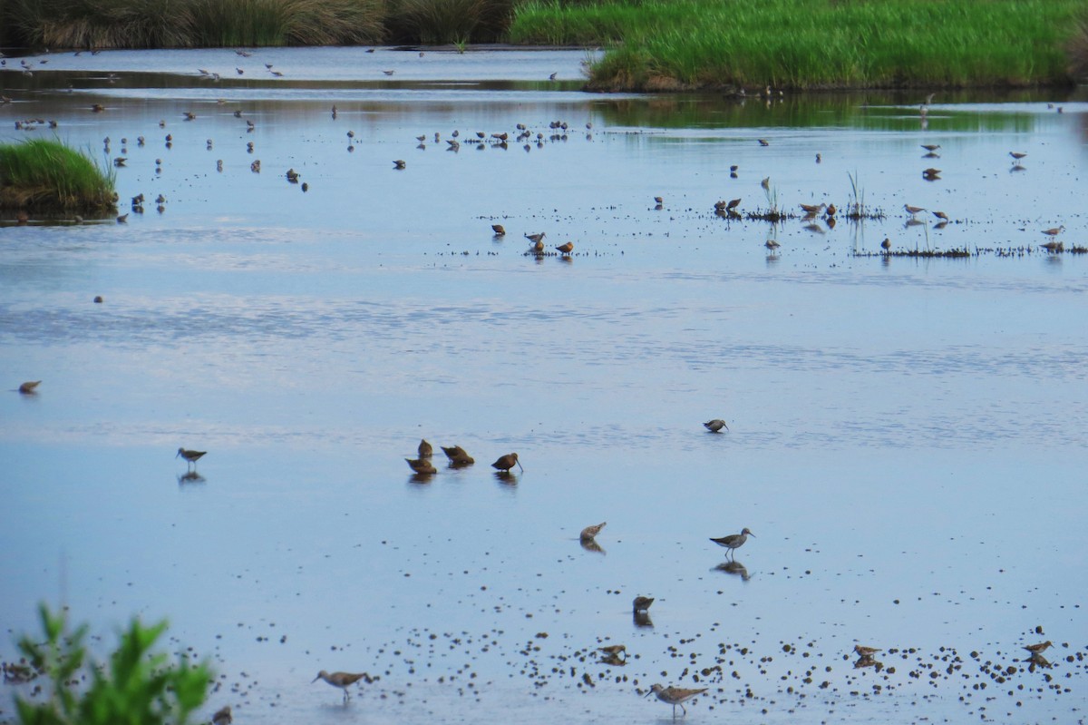 Stilt Sandpiper - ML454776041