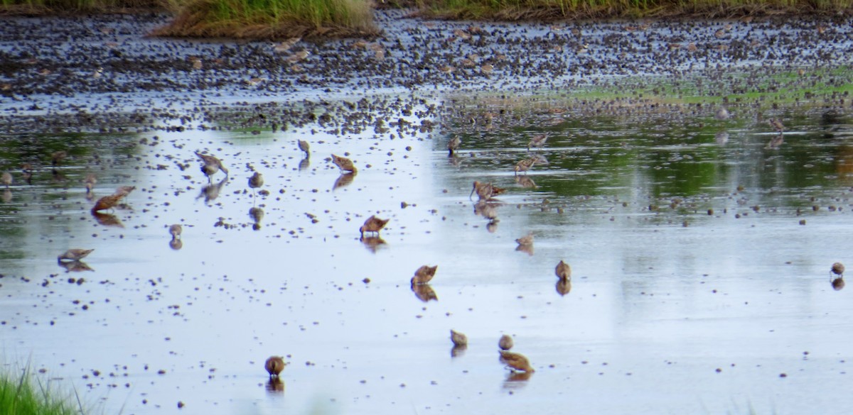 Semipalmated Plover - ML454776121