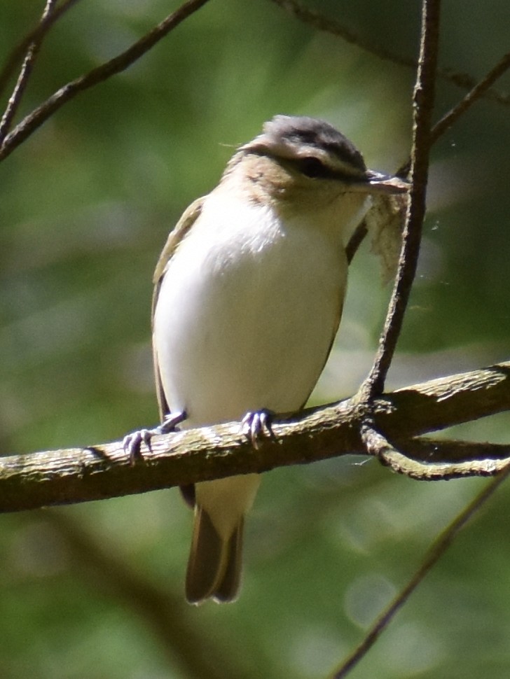 Red-eyed Vireo - Lynn Rutan