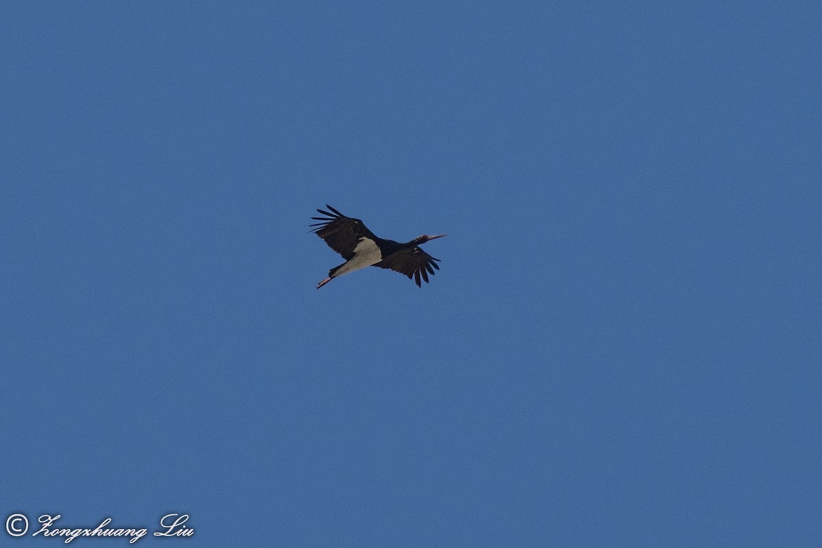 Black Stork - Zongzhuang Liu