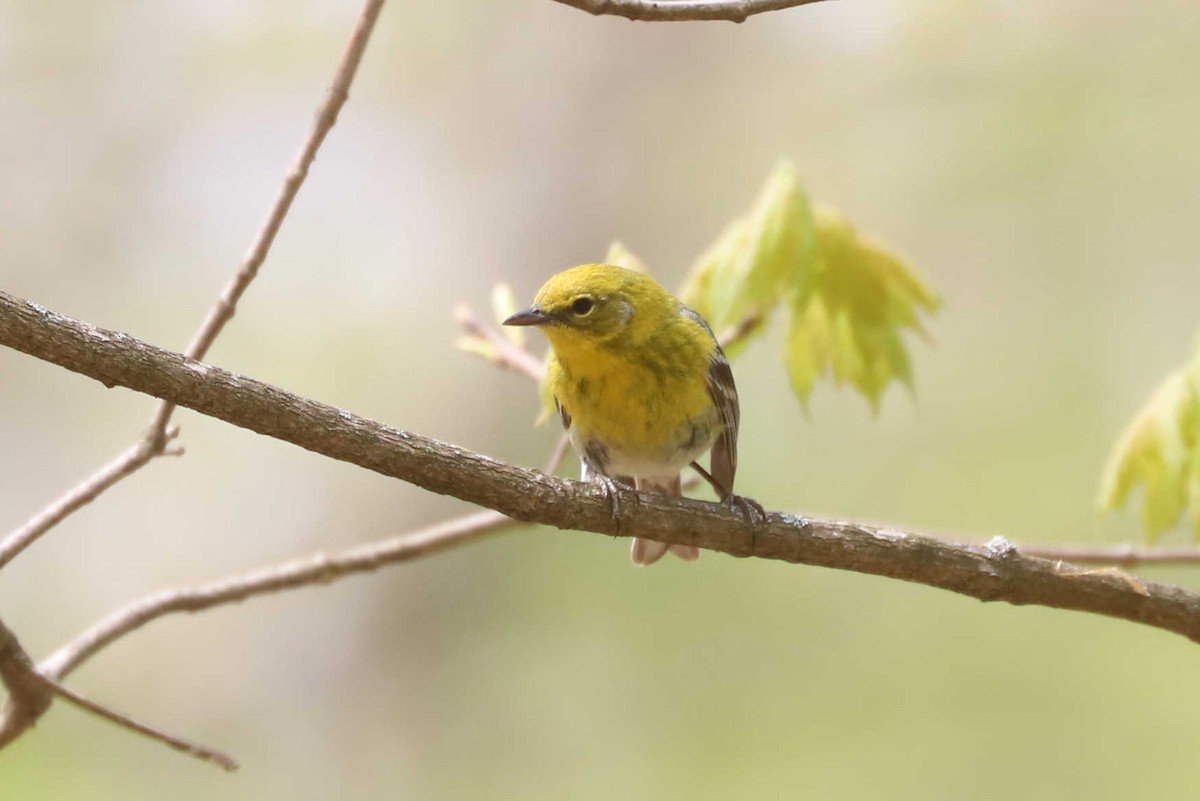 Pine Warbler - ML454777941