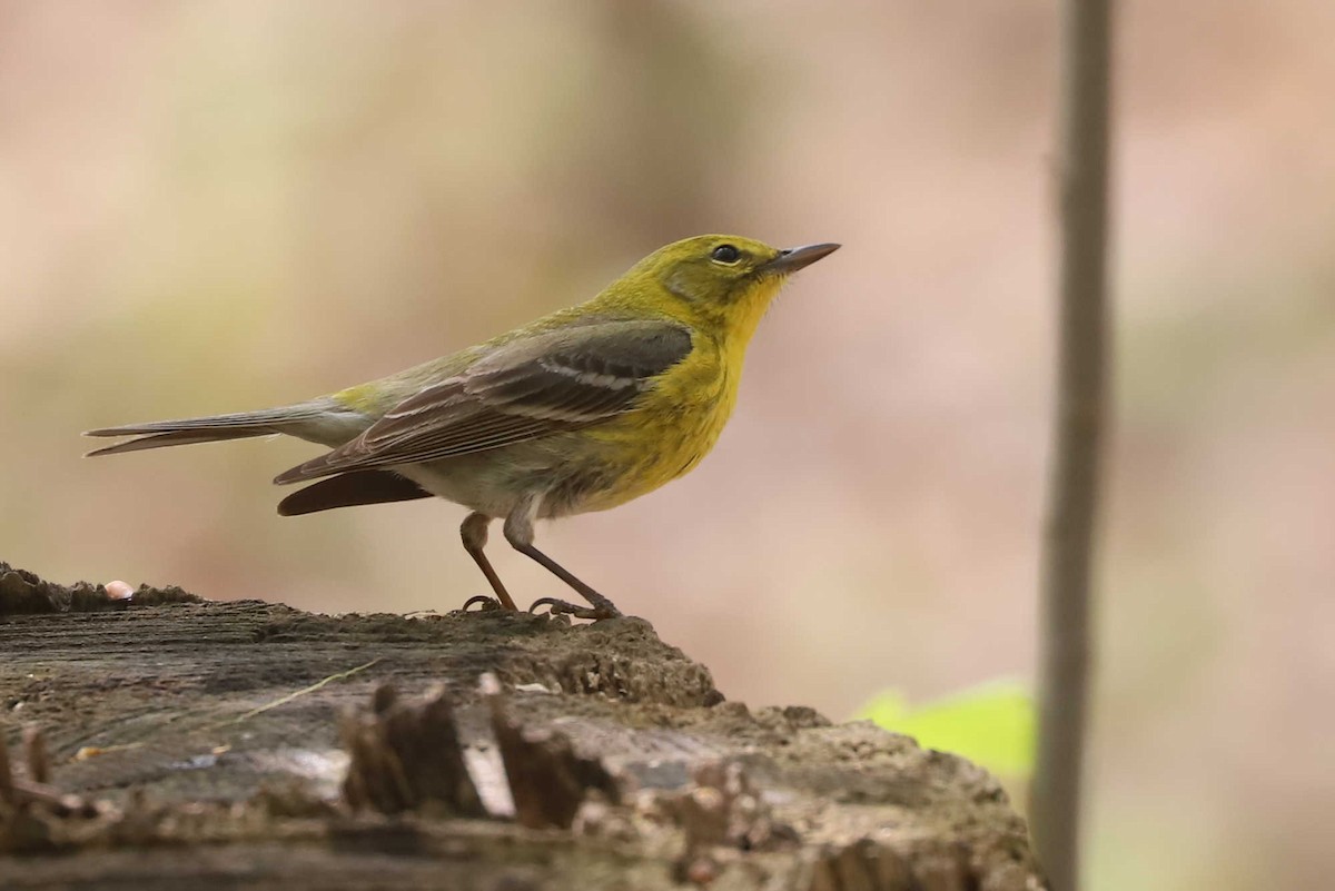 Pine Warbler - ML454777991