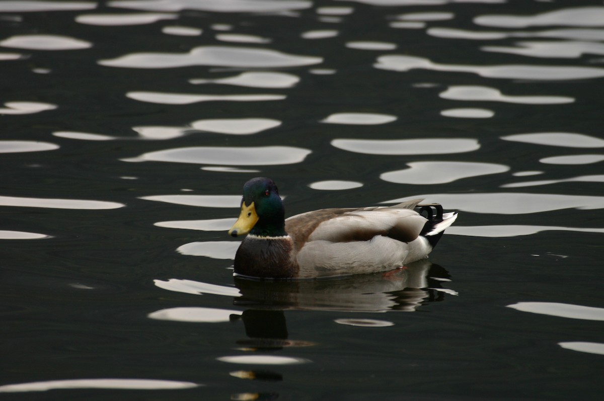 Mallard - ML454778031