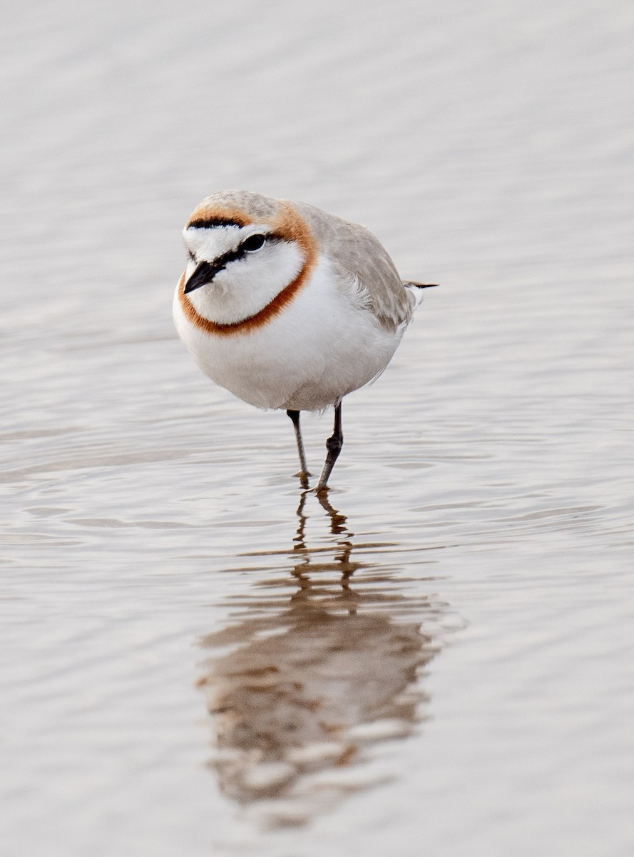 Chestnut-banded Plover - ML454778371