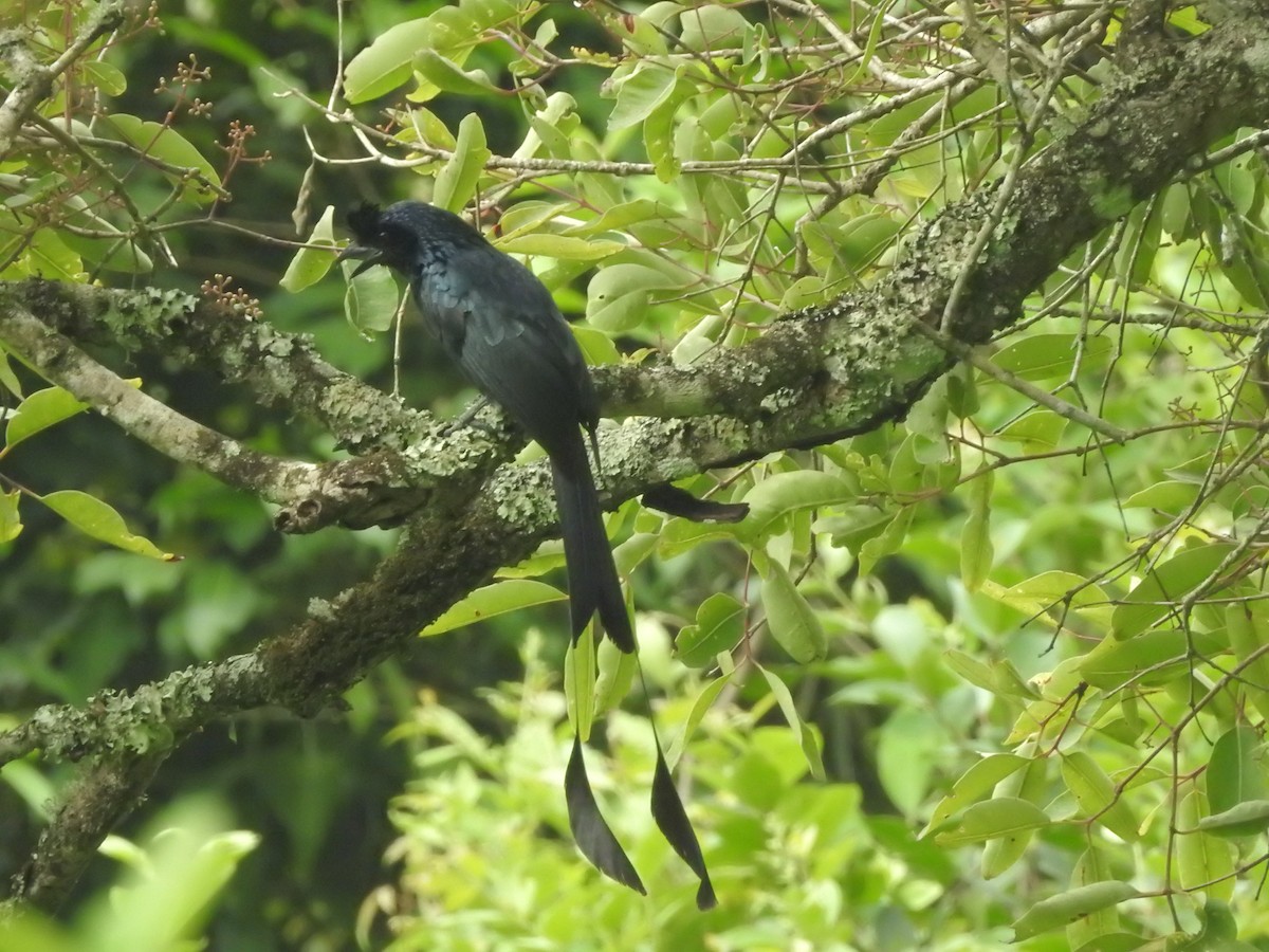 Greater Racket-tailed Drongo - ML454778491