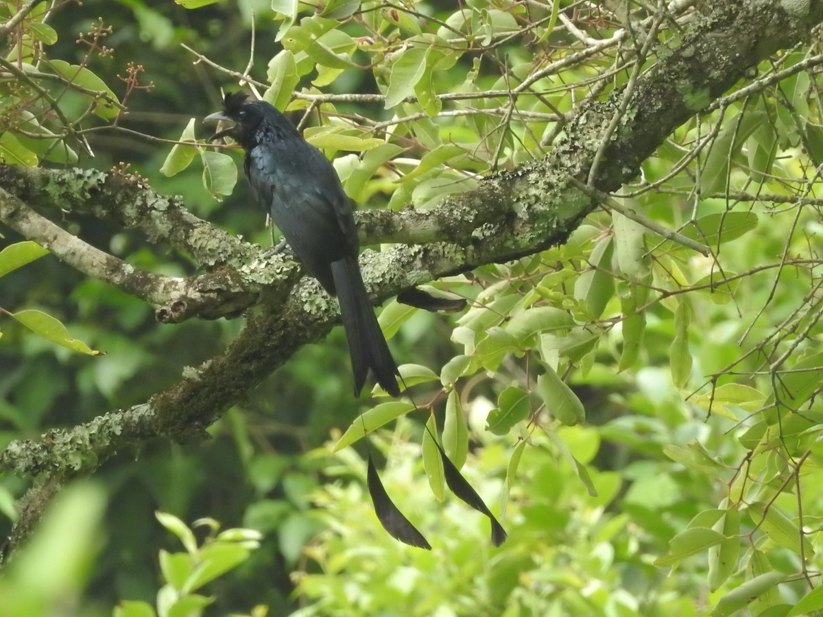 Greater Racket-tailed Drongo - ML454778521