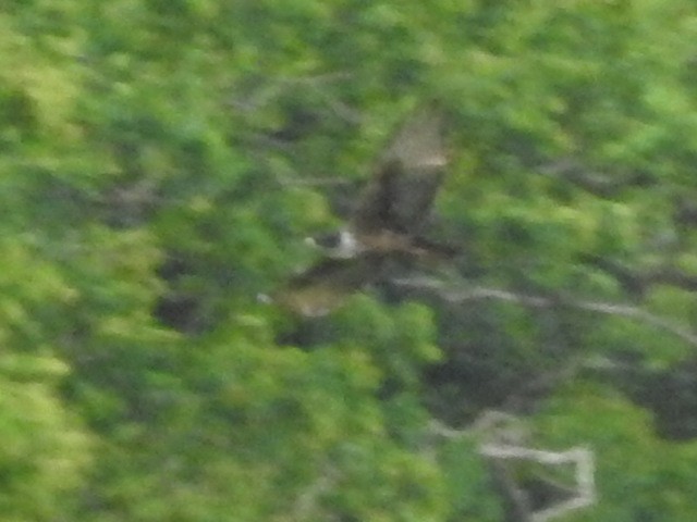 Rufous-bellied Eagle - ML454779501